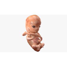 3D model Human Embryo 8 Weeks Rigged